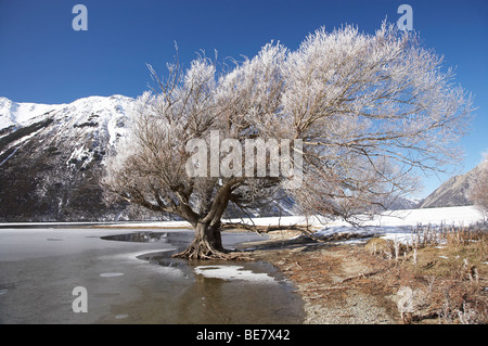 Givre sur Willow Tree, et lac gelé Pearson, Arthur's Pass Road, Canterbury, île du Sud, Nouvelle-Zélande Banque D'Images