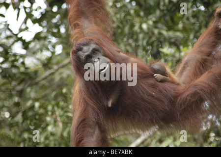 Orang-outan mère avec un bébé dans le Sanctuaire de faune de Semenggoh près de Kuching, Sarawak, Bornéo, Malaisie, en Asie du sud-est Banque D'Images