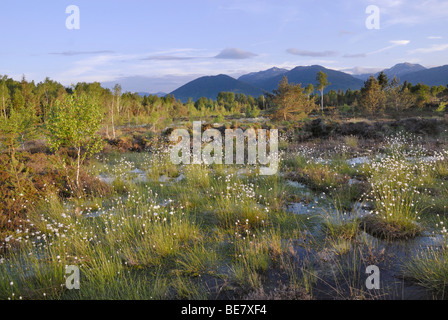 Les zones humides, la renaturation de Moor avec fleurs de Hare's tail-Linaigrettes Linaigrettes Tussock (Eriophor Cottonsedge ou gainés Banque D'Images