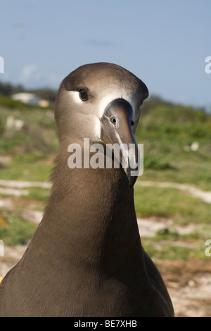 Albatros à pieds noirs (Phoebastria nigripes) Banque D'Images