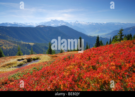 Feuilles de couleur rouge de Huckleberry en automne avec vue sur plage de Hohe Tauern, Hundstein Dientner, Schieferberge Dientner gamme, Sc Banque D'Images