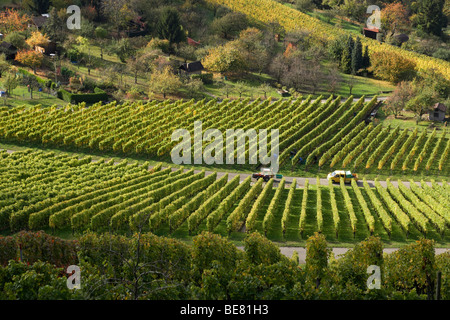Vue sur les vignobles, les Unterturkheim, Stuttgart, Bade-Wurtemberg, Allemagne Banque D'Images
