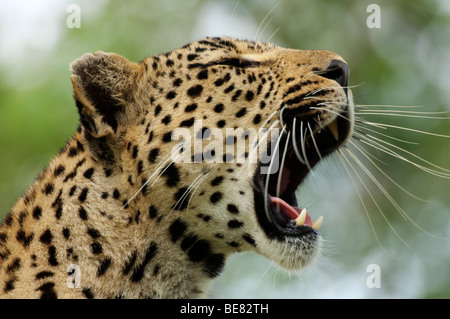 Le bâillement de Leopard (Panthera pardus), Sabi Sands, parc national Kruger, Afrique du Sud Banque D'Images