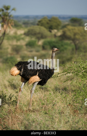 Struthio molybdophanes l'autruche somalienne (), le Parc National de Meru, au Kenya Banque D'Images