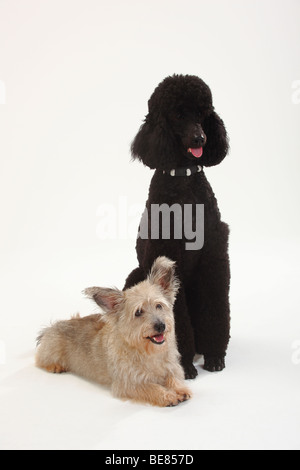 Caniche standard, noir, et Mixed Breed Dog Banque D'Images