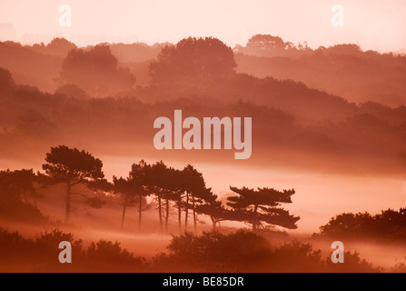 Oranje duinenlandschap zonsopkomst Oostduinpark rencontré mist bij ; paysage de dunes Orange Oostduinpark avec brouillard au lever du soleil Banque D'Images