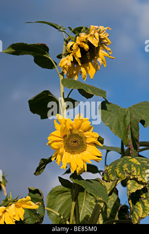 De plus en plus de tournesols sur un allotissement à Birmingham Banque D'Images
