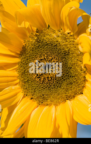 De plus en plus de tournesols sur un allotissement à Birmingham Banque D'Images