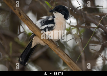 Boubou (Laniarius aethiopicus tropical), Maasai Mara National Reserve, Kenya Banque D'Images