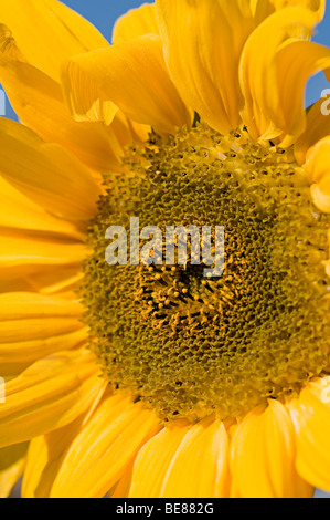 De plus en plus de tournesols sur un allotissement à Birmingham Banque D'Images