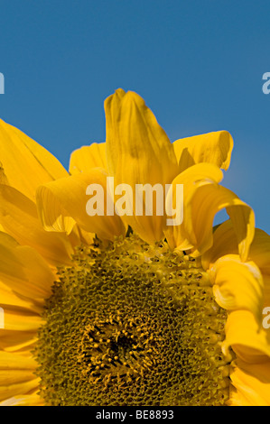 De plus en plus de tournesols sur un allotissement à Birmingham Banque D'Images
