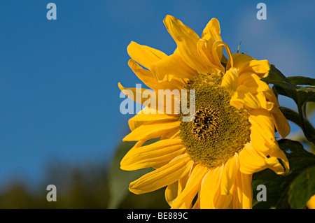 De plus en plus de tournesols sur un allotissement à Birmingham Banque D'Images