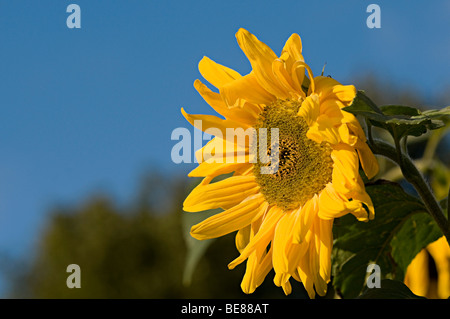 De plus en plus de tournesols sur un allotissement à Birmingham Banque D'Images