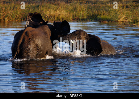 Deux éléphants (Loxodonta africana) combats - Khwai River au Botswana en Afrique australe Banque D'Images