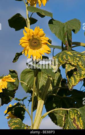 De plus en plus de tournesols sur un allotissement à Birmingham Banque D'Images