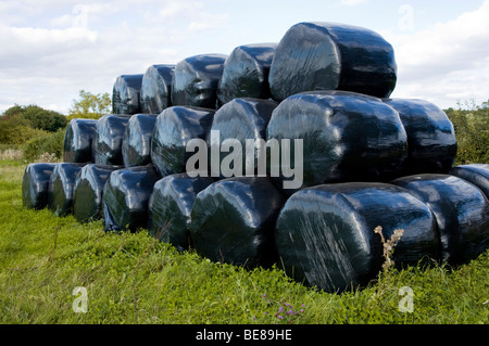 Bottes de paille enveloppée de plastique noir qui couvre, stockées dans un champ de Gloucestershire. UK. Banque D'Images