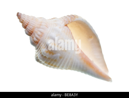 Seashell isolé sur fond blanc Banque D'Images