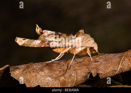 Les tons de l'angle d'amphibien ; Phlogophora meticulosa Banque D'Images