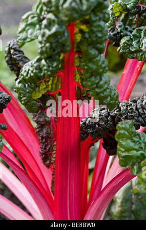 Chard plante sur une attribution à Birmingham uk Banque D'Images