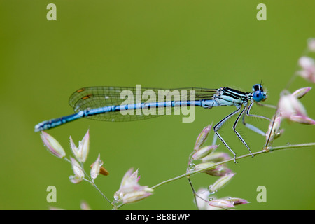 Demoiselle à pattes blanches ; Platycnemis pennipes ; Banque D'Images