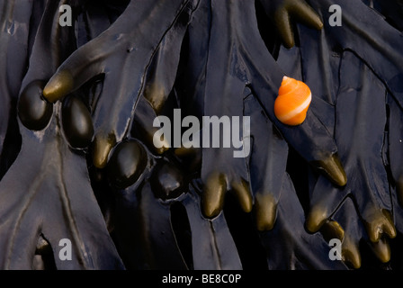 Alikruik blaaswier ruwe op rencontré laagwater ; ébauches de la pervenche sur rack de la vessie à marée basse ; Banque D'Images