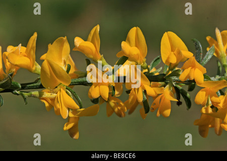 Deel van tak rencontré bloemen Banque D'Images