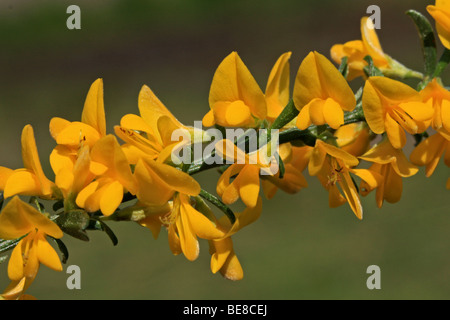 Deel van tak rencontré bloemen Banque D'Images