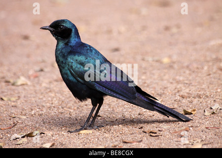 Brillant de Burchell-Starling Lamprotornis australis dans le Parc National Kruger en Afrique du Sud Banque D'Images