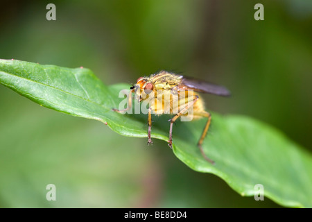 La bouse jaune fly ; Scathophaga stercoraria ; on leaf Banque D'Images