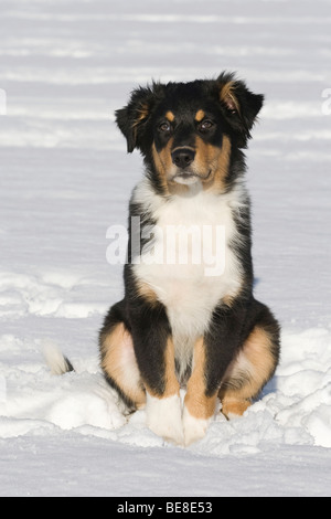 Chiot berger australien, 3,5 mois, assis dans la neige Banque D'Images