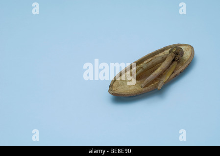 Racine de Ginseng séché sur le dessus de husk Banque D'Images