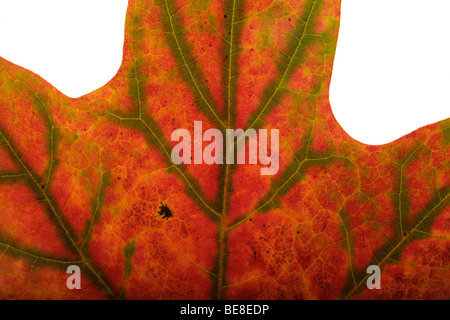 L'Érable à sucre (Acer saccharum) à l'automne. Banque D'Images