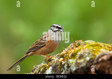 Rock (Emberiza cia). Andujar, Jaen province, Andalusia, Spain Banque D'Images