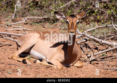 Femelle Impala Aepyceros melampus assis sur le sol à Mkuze Game Reserve, KwaZulu-Natal, Afrique du Sud Banque D'Images