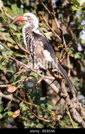 Calao à bec rouge Tockus erythrorhynchus arbre dans le Parc National Kruger en Afrique du Sud Banque D'Images