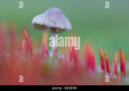 Ruig haarmos zwammetje ont rencontré, polytric hérissés avec toadstool Banque D'Images