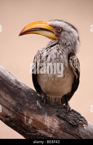 Calao à bec jaune Tockus leucomelas Dans Kruger National Park, Afrique du Sud Banque D'Images