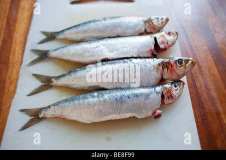 Sardines préparé pour la cuisson Banque D'Images