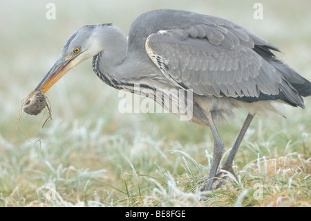 Blauwe Reiger met net gevangen veldmuis dans de snavel ; Héron cendré avec juste pris Campagnol des champs dans son projet de loi Banque D'Images