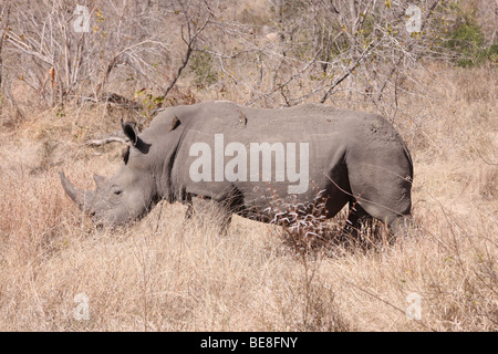 Rhinocéros blanc Ceratotherium simum dans le Parc National Kruger, Afrique du Sud Banque D'Images