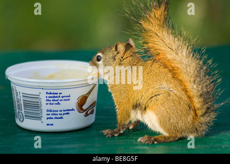 L'écureuil roux d'Amérique du Nord, pin, écureuil Chickaree (Tamiasciurus hudsonicus), manger, voler, Territoire du Yukon propagation caramel Banque D'Images