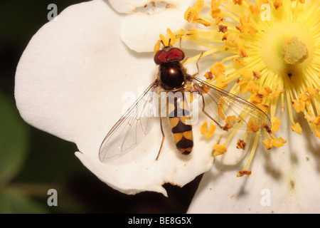 Hover fly (Meliscaeva auricollis : Syrphidae) mâle sur un Wild Rose, UK. Banque D'Images