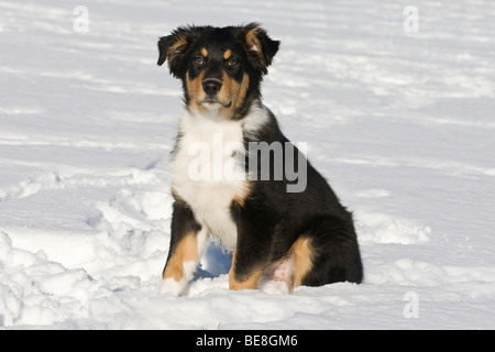 Chiot berger australien, 3,5 mois, assis dans la neige Banque D'Images