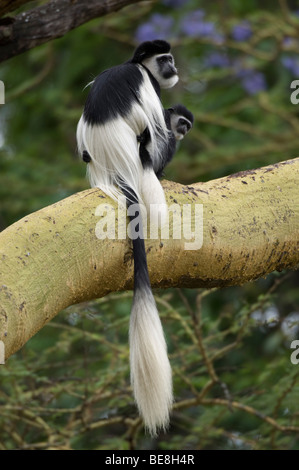 Le Colobe noir et blanc (Colobus guereza), Maasai Mara National Reserve, Kenya Banque D'Images
