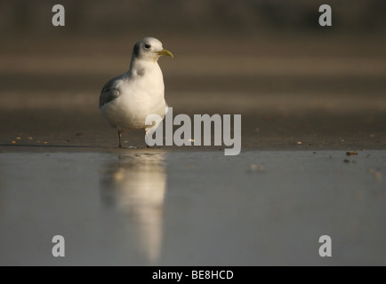 Drieteenmeeuw staat op het strand aan de waterlijn ; les mouettes tridactyles sur une plage Banque D'Images