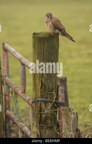 Dans boerenhek Torenvalk op een een weiland ; Kestrel sur poste de clôture d'une ferme dans un pré Banque D'Images