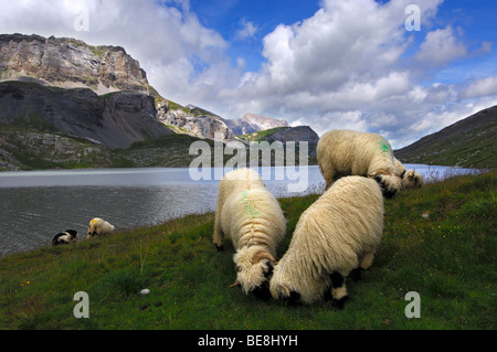 Les moutons de la race le Valais pâturage sur un alpage le long de la rive d'un lac de montagne, Valais, Suisse, Europe Banque D'Images