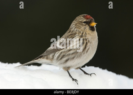 Een Grote Barmsijs sous-échantillonner en op,un Sizerin flammé Mealy assis sur la neige. Banque D'Images