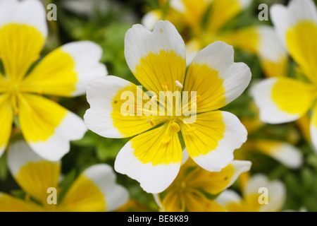 De près de l'œuf poché (Limnanthes douglasii) fleur. Banque D'Images