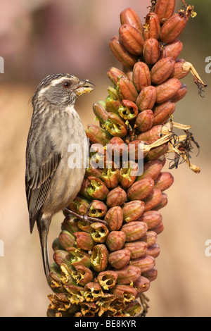 Serin strié Serinus gularis à tête se nourrissant de fruits d'Aloès dans Addo Elephant Park, Afrique du Sud Banque D'Images